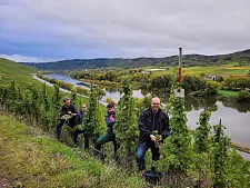 Weinlese an der Mosel (von links): Ratskellermeister Frederik Janus, Dennis Arndt und Mehmet Ün vom Bremer Martinshof, Bürgermeister Andreas Bovenschulte.