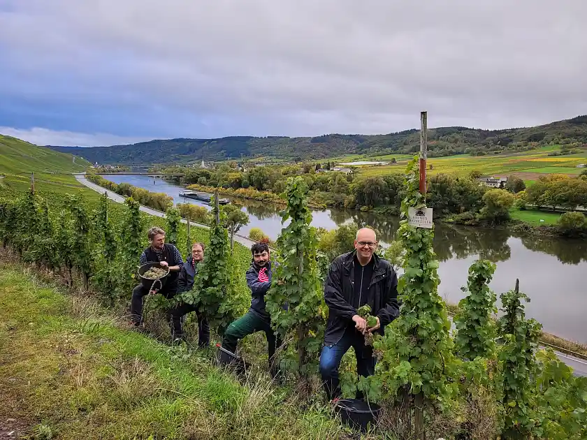 Weinlese an der Mosel (von links): Ratskellermeister Frederik Janus, Dennis Arndt und Mehmet Ün vom Bremer Martinshof, Bürgermeister Andreas Bovenschulte.