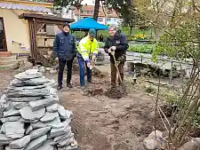 Vor dem Einplanzen eines roten Weinbergpfirsich-Baumes wird ein Loch gegraben.