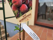 Ein roter Weinbergpfirsich-Baum