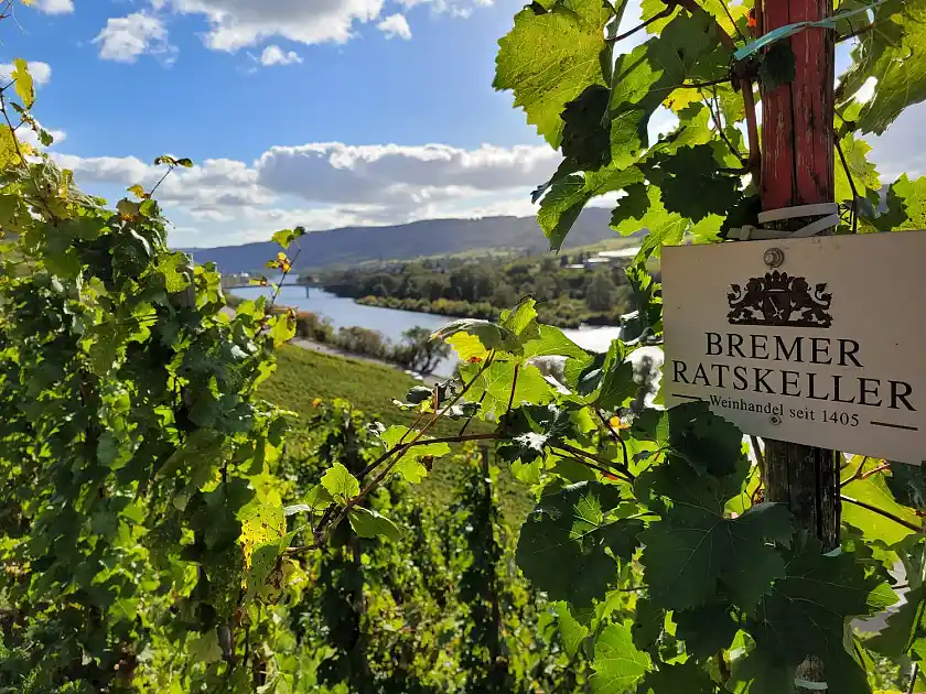 Der Bremer Weinberg an der Mosel