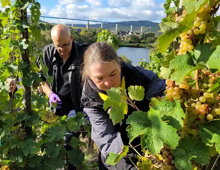 Konzentrierte Arbeit im Weinberg - Bürgermeister Andreas Bovenschulte und Martina Sanowski-Lütjen vom Martinshof.