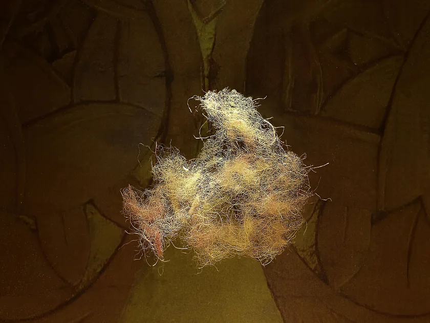 Eine Staubfluse aus dem Senatssaal des Bremer Rathauses.